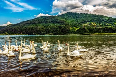 Gölde bir kuş sürüsü