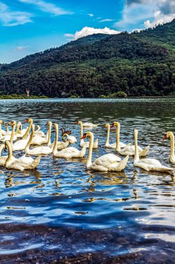 Gölde kuğular ve kuğular