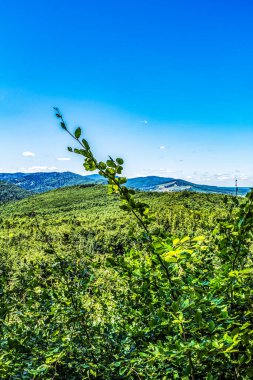 Ormanda yeşil ağaçlar