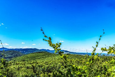 Dağlarda bir ağacı olan güzel bir manzara.