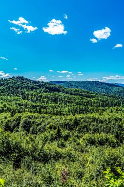 Güneşli bir günde ormandaki güzel yeşil ağaçlar