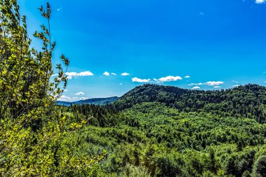 Dağlardaki ormanın güzel manzarası