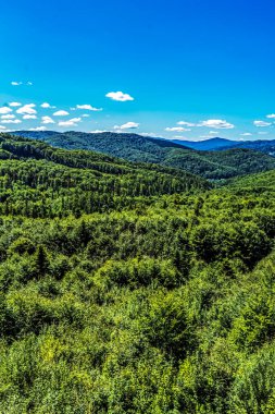 Mavi gökyüzünün altında güzel bir yeşil ağaç görüntüsü.