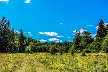 yeşil orman ve mavi gökyüzü
