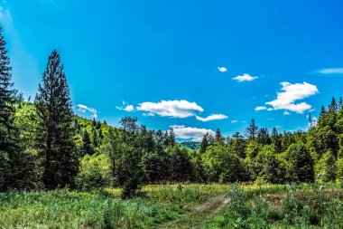 Arka planda orman olan güzel bir manzara.