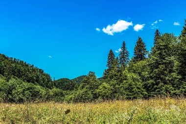 Mavi gökyüzünün altındaki ağaçlar ve dağlarla çevrili yeşil bir alanın dikey görüntüsü.