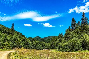 yeşil ağaçlar yolda