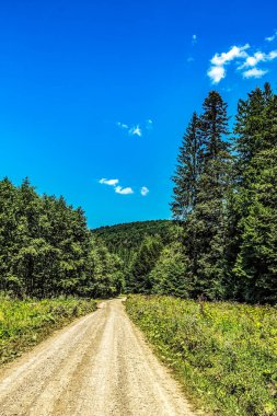 Dağ ormanının ortasındaki yol.