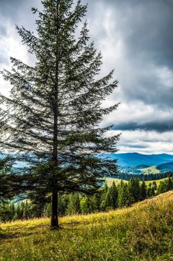 Karpat Dağlarının güzel manzarası