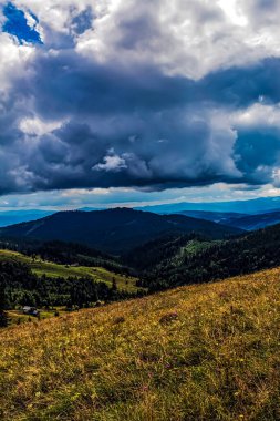 dikey yeşil çimen görüntüsü ve arka planda mavi bir gökyüzü.