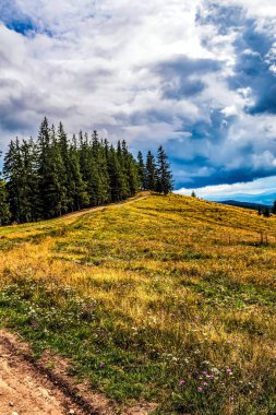 Yeşil çimenli ve bulutlu gökyüzü olan güzel manzaranın dikey görüntüsü.