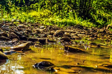 Bir dağ ormanında dere.