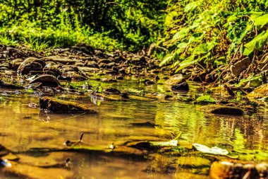Nehir yeşil yosunların arasından akıyor.