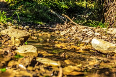 Ormandan akan küçük bir nehir.