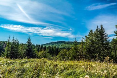 Ağaçlar ve mavi gökyüzü olan güzel bir manzara.