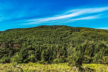 Mavi gökyüzü olan dağ ormanı