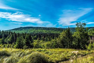 Karpatlar 'daki ormanın yaz manzarası