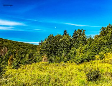 Yeşil orman ve mavi gökyüzü. doğa arkaplanı.