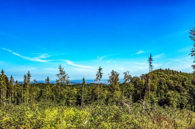 Yazın dağın tepesindeki ormanın manzarası