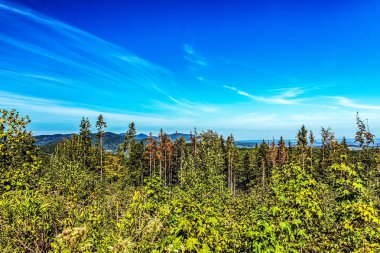 Dağlardaki ormanın güzel manzarası