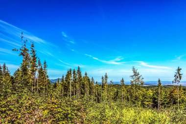 Kutup ormanlarının güzelliği.