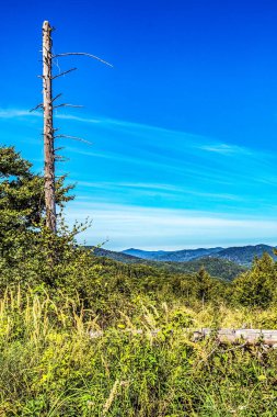 Güzel bir manzara Ağacı ve mavi gökyüzü