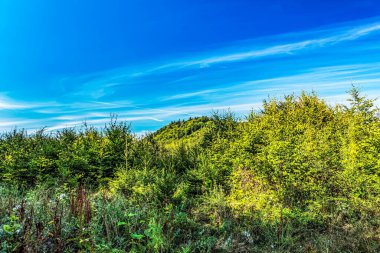 Güneşli bir günde güzel yeşil orman. doğa arkaplanı