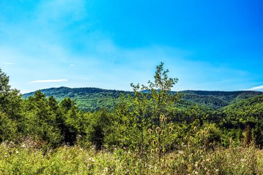 yeşil ağaçlar ve bulutlu mavi gökyüzü, dağlardaki güzel yaz manzarası, ukraine