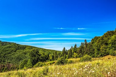 Ukraynalı Karpatların yaz manzarası