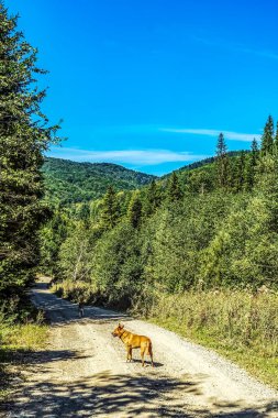 Ormanda yoldaki köpek.