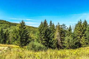 Ormandaki tepede yeşil ağaçlar