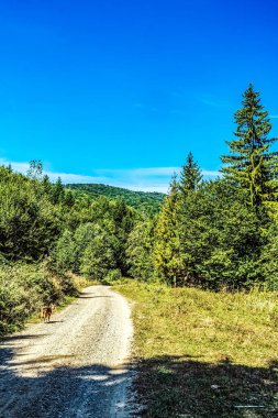 Yeşil ormanın içinden geçen yol. Yol, ormanın ortasında bir sıradağdır..