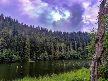 Ormanda gölü olan güzel bir manzara.