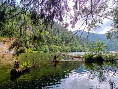 Ormandaki nehrin güzel manzarası