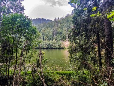 Ormanda gölü olan güzel bir manzara.