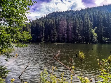 Ormanda gölü olan güzel bir manzara.