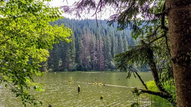 Ormandaki güzel göl