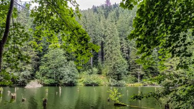 Dağlarda yeşil orman gölü
