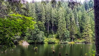 Orman ve nehir dağlarda