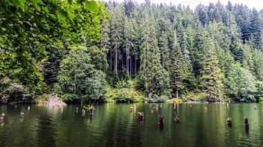 Ormanın ortasındaki göl.