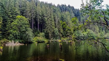 Ağaçlarla çevrili bir dağdaki göl.