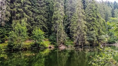 Ağaçlarla çevrili güzel bir göl görüntüsü.