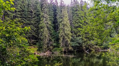 güzel orman ve nehir