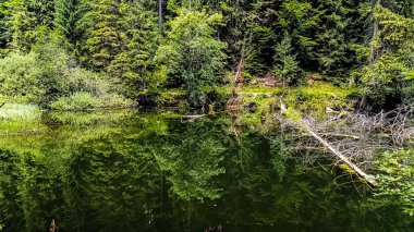 Gölün ortasındaki ağaçlar ve ormanlarla çevrili güzel bir göl görüntüsü.
