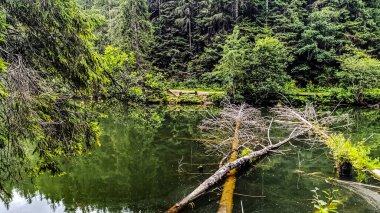 Ormandaki nehrin güzel bir görüntüsü