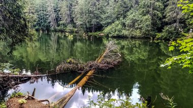 Güzel bir ormanda göl