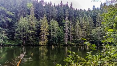 Ormanın dağlarında göl