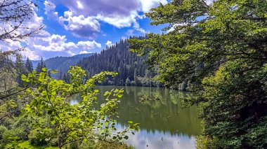 Ormandaki nehir manzarası