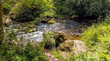Ormanda güzel bir şelale