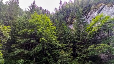Ağacı olan bir dağ ormanı manzarası